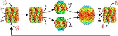 Single-Ring Intermediates Are Essential for Some Chaperonins